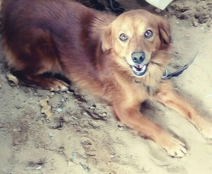 Cachorro ra a  Pequena peludinha  idade 3 anos nome Lupita