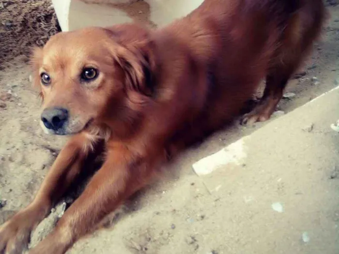 Cachorro ra a  Pequena peludinha  idade 3 anos nome Lupita