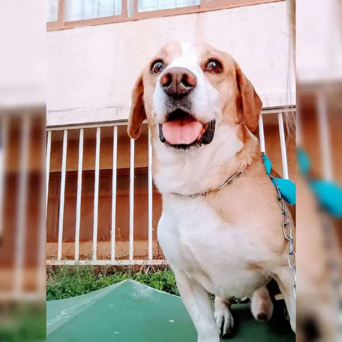 Cachorro raça Misturado idade 6 ou mais anos nome Nicols