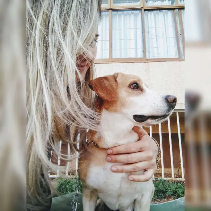 Cachorro raça Misturado idade 6 ou mais anos nome Nicols