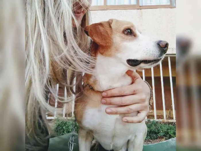 Cachorro raça Misturado idade 6 ou mais anos nome Nicols