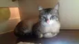 Ari