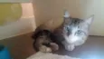 Ari