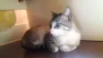 Ari