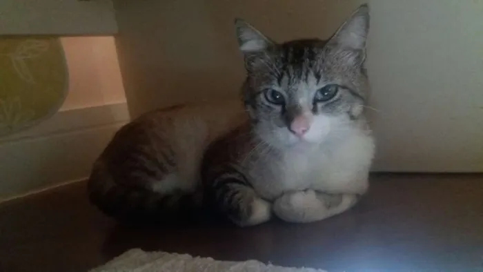 Gato ra a srd idade 7 a 11 meses nome Ari 