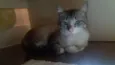 Ari