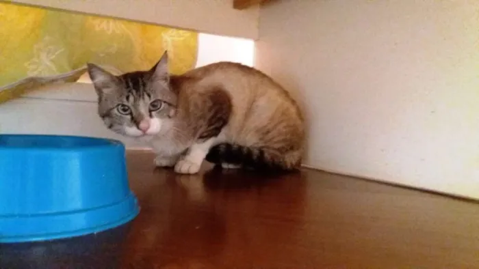 Gato ra a srd idade 7 a 11 meses nome Ari 