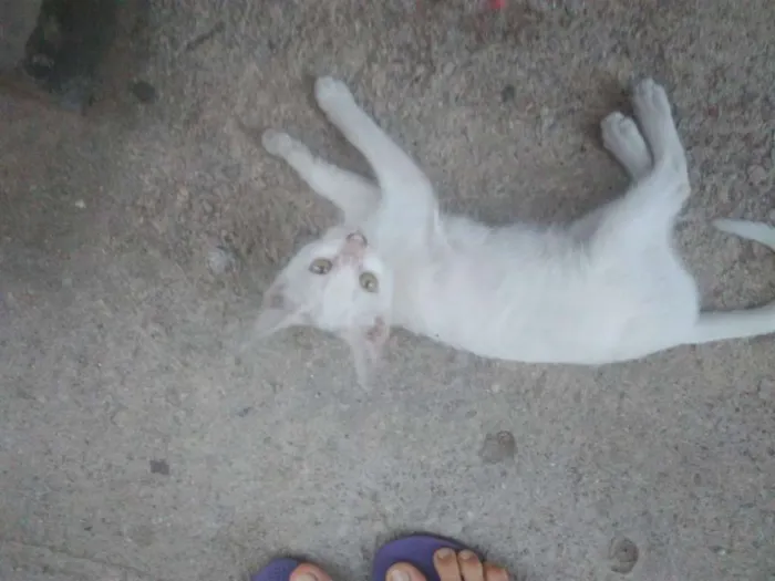 Gato ra a SRD idade 7 a 11 meses nome Gatinha linda