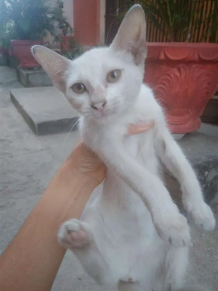 Gato ra a SRD idade 7 a 11 meses nome Gatinha linda