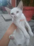 Gatinha linda