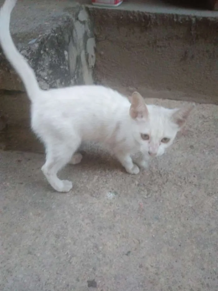 Gato ra a SRD idade 7 a 11 meses nome Gatinha linda