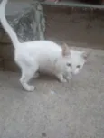 Gatinha linda