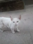 Gatinha linda