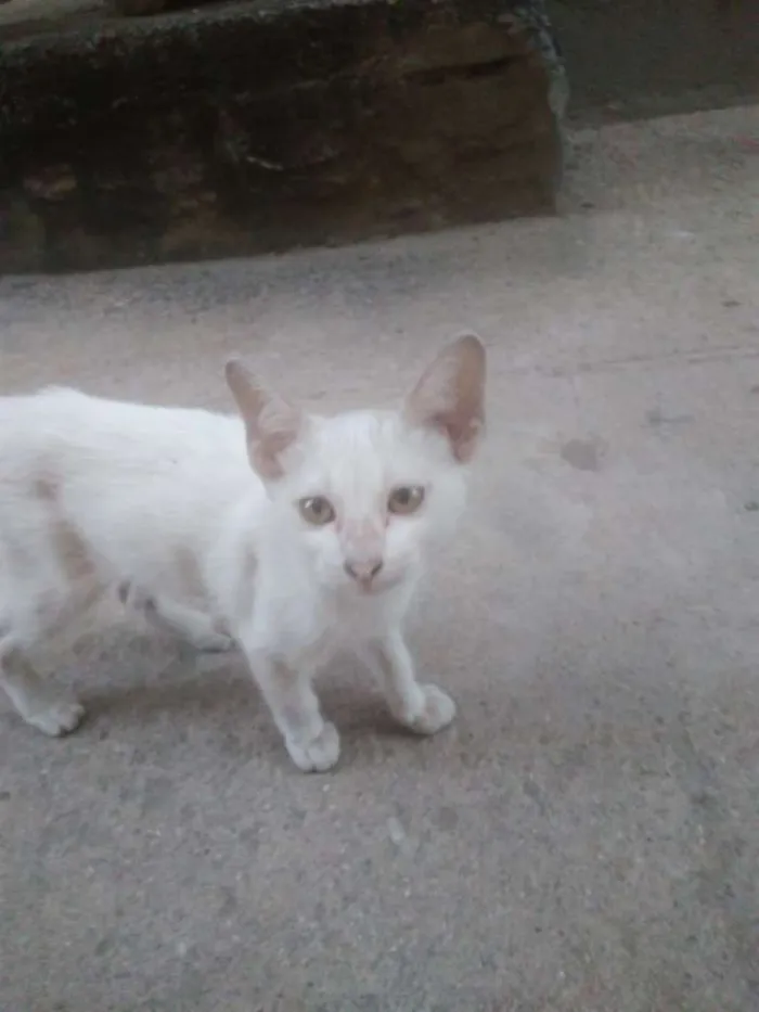 Gato ra a SRD idade 7 a 11 meses nome Gatinha linda