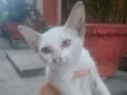 Gatinha linda