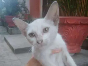 Gato raça SRD idade 7 a 11 meses nome Gatinha linda
