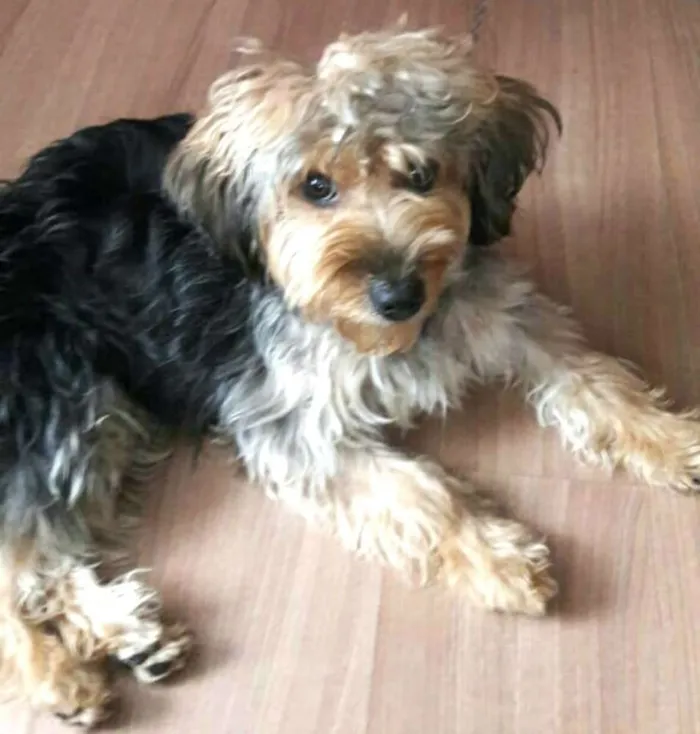 Cachorro ra a Yorkshire com Poodle idade 1 ano nome Boby