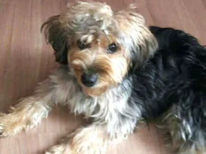 Cachorro raça Yorkshire com Poodle idade 1 ano nome Boby