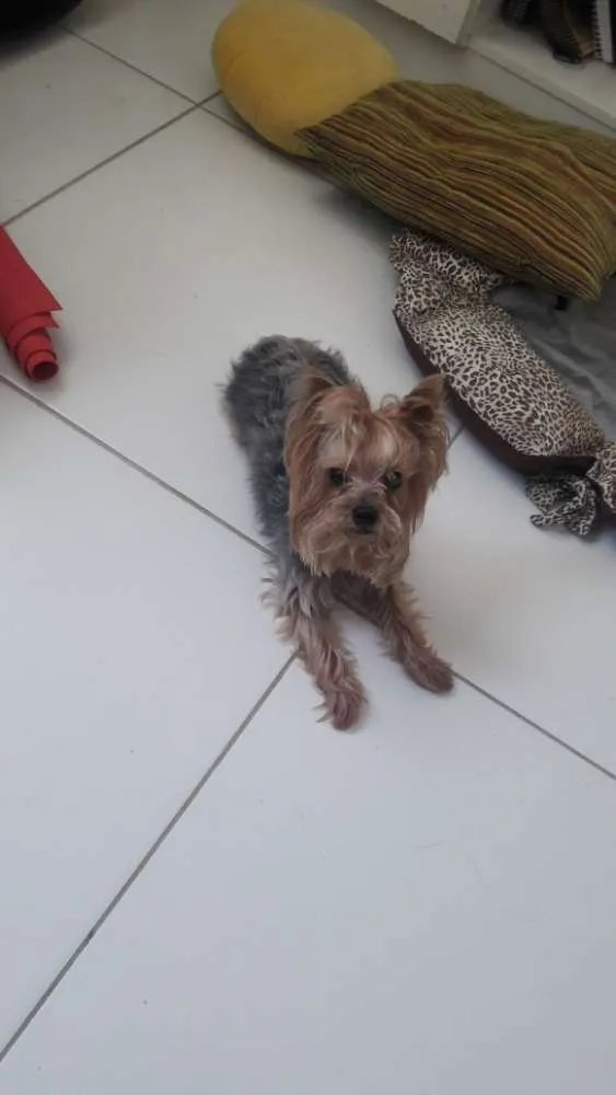 Cachorro ra a Yorkshire idade 1 ano nome Nao sei
