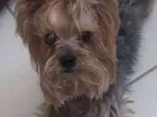 Cachorro ra a Yorkshire idade 1 ano nome Nao sei
