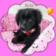 Bela