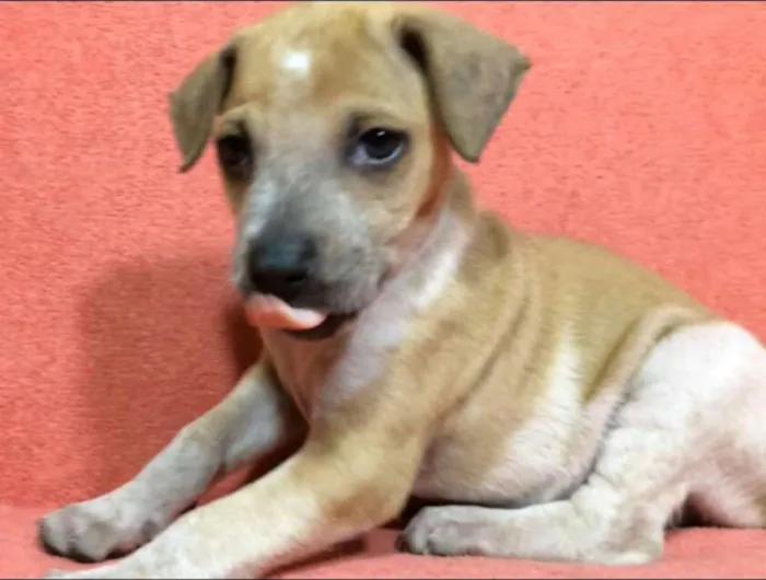 Cachorro ra a  idade Abaixo de 2 meses nome Filhotes  Val