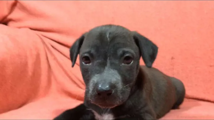 Cachorro ra a  idade Abaixo de 2 meses nome Filhotes  Val