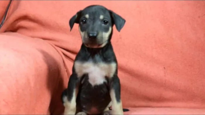 Cachorro ra a  idade Abaixo de 2 meses nome Filhotes  Val