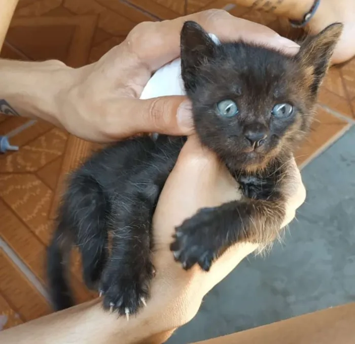 Gato raça SRD idade Abaixo de 2 meses nome Sem Nome