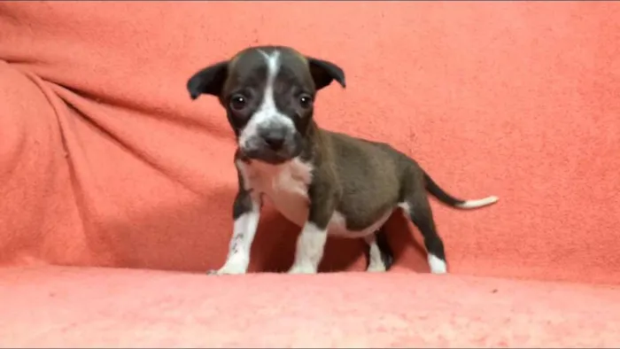 Cachorro ra a  idade Abaixo de 2 meses nome Filhotes  Val