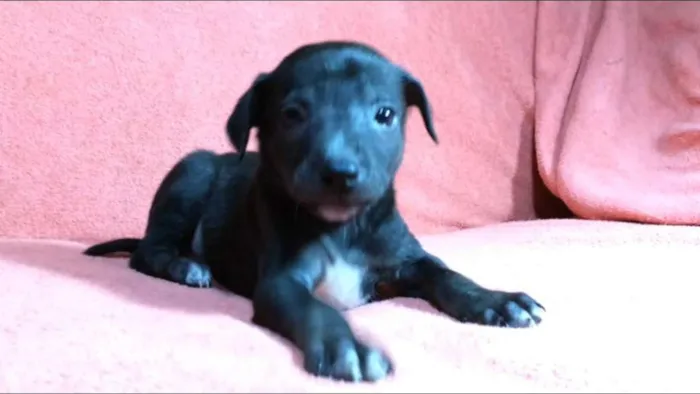 Cachorro ra a  idade Abaixo de 2 meses nome Filhotes  Val