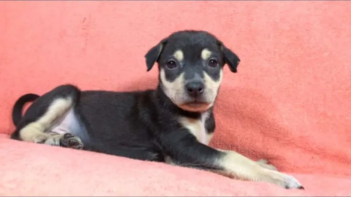 Cachorro ra a  idade Abaixo de 2 meses nome Filhotes  Val