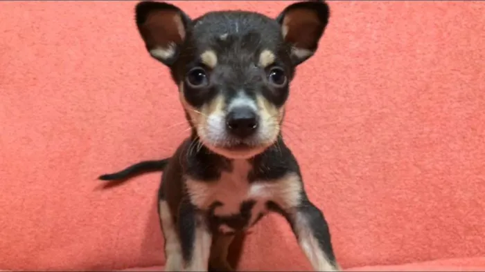 Cachorro ra a  idade Abaixo de 2 meses nome Filhotes  Val