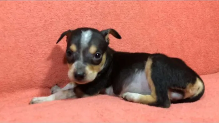 Cachorro ra a  idade Abaixo de 2 meses nome Filhotes  Val