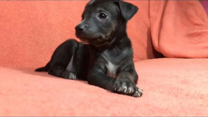 Cachorro ra a  idade Abaixo de 2 meses nome Filhotes  Val