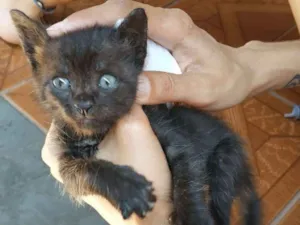 Gato raça SRD idade Abaixo de 2 meses nome Sem Nome