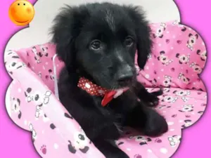 Cachorro raça srd idade 2 a 6 meses nome Bela 