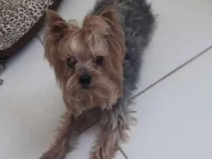 Cachorro raça Yorkshire idade 1 ano nome Nao sei