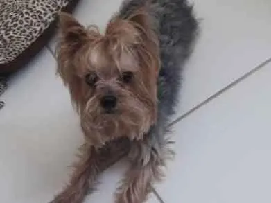 Cachorro ra a Yorkshire idade 1 ano nome Nao sei
