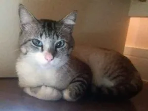 Gato raça srd idade 7 a 11 meses nome Ari 