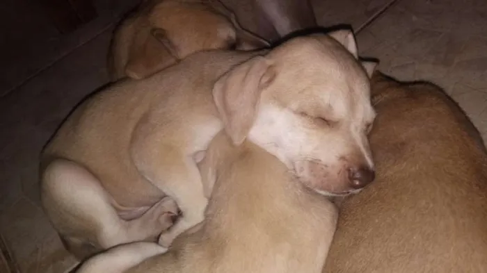 Cachorro ra a Labrador misturado com vira la idade 2 a 6 meses nome Não Tem Nome 