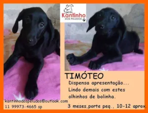 Cachorro raça  idade 2 a 6 meses nome Timóteo Filhote