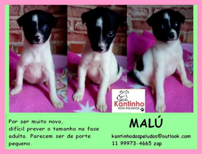 Cachorro ra a  idade Abaixo de 2 meses nome Malu Bebezinha