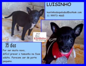 Cachorro raça  idade Abaixo de 2 meses nome Luisinho Bebezinho