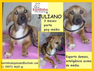 Cachorro raça  idade 2 a 6 meses nome Juliano Filhotinho