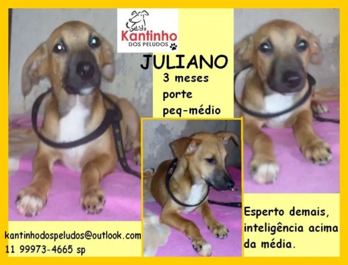 Cachorro ra a  idade 2 a 6 meses nome Juliano Filhotinho