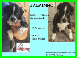 Cachorro raça  idade 2 a 6 meses nome Jaiminho Filhotinho