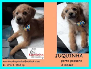 Cachorro raça  idade 2 a 6 meses nome Juquinha Filhotinho