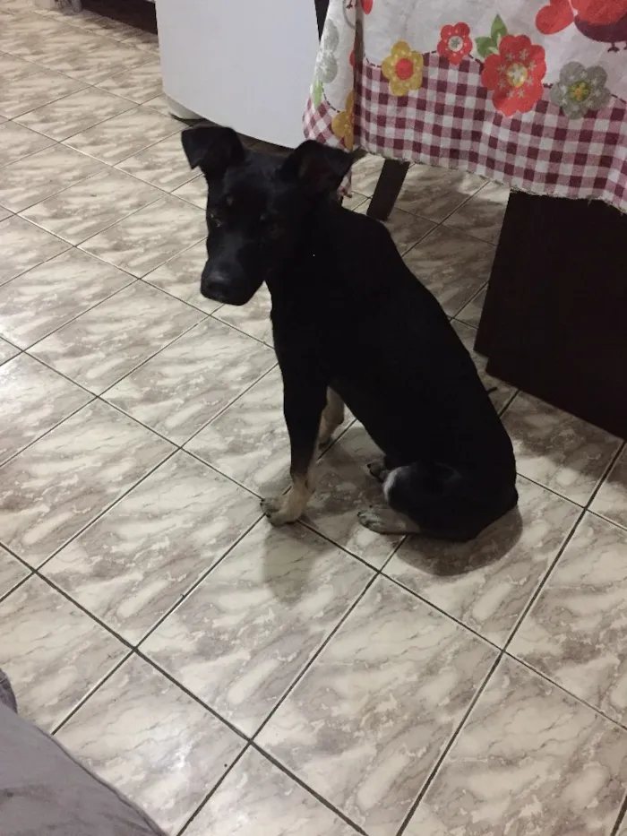 Cachorro ra a Vira-lata idade 2 a 6 meses nome Tobi