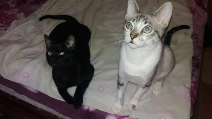 Gato ra a Srd idade 2 a 6 meses nome Luigi 